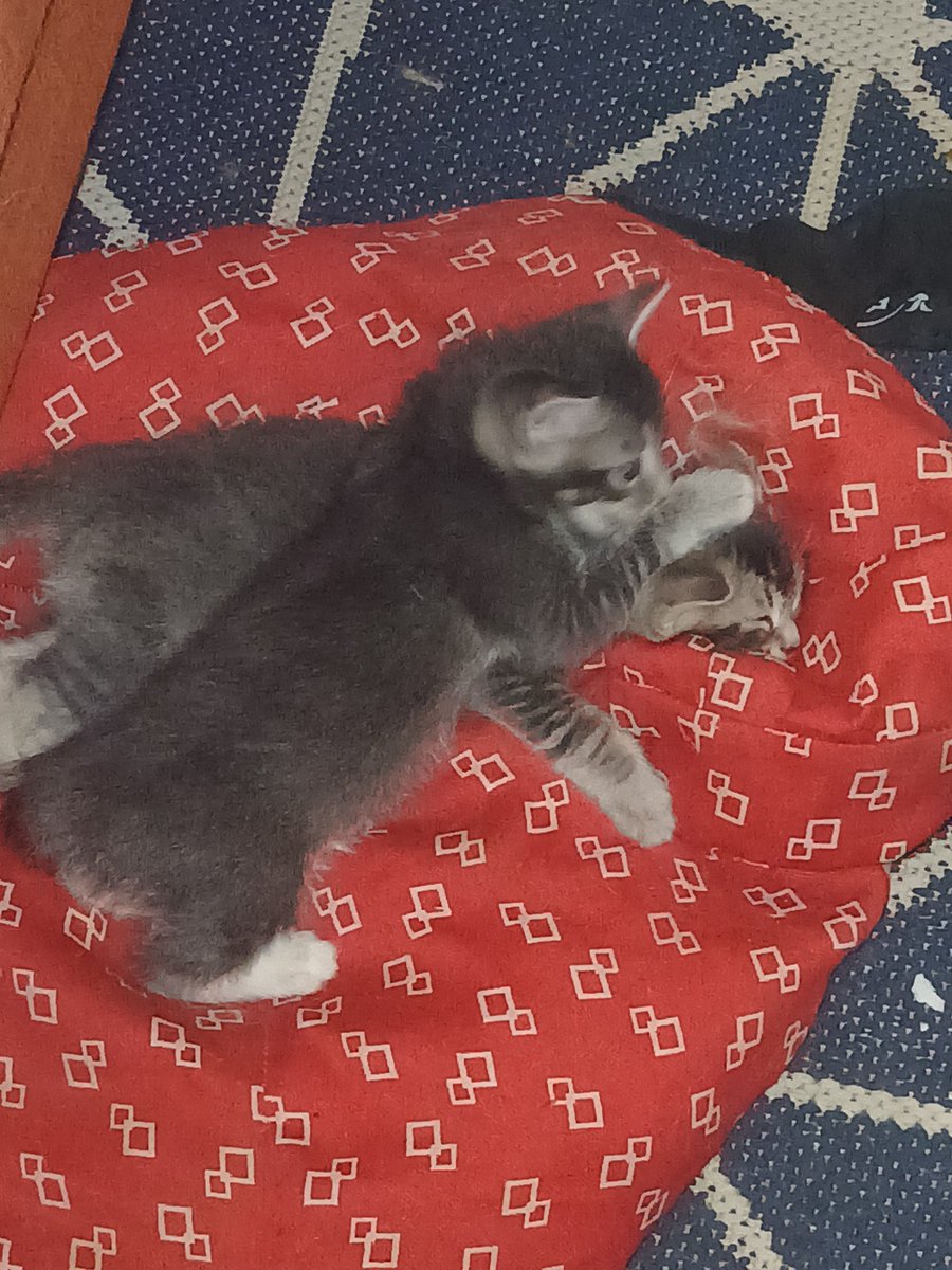 It only seems like yesterday they were born, now I only have a week left w/ them before they go to their new homes... bittersweet  moments. #kittytwitter #catman