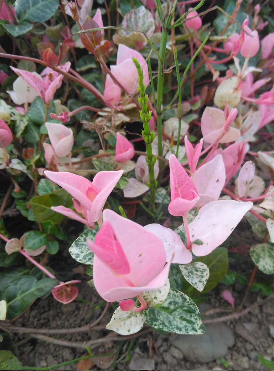 花ページ adidas ZX 8000 “Hanami” Pack Celebrates Japan and Germany's