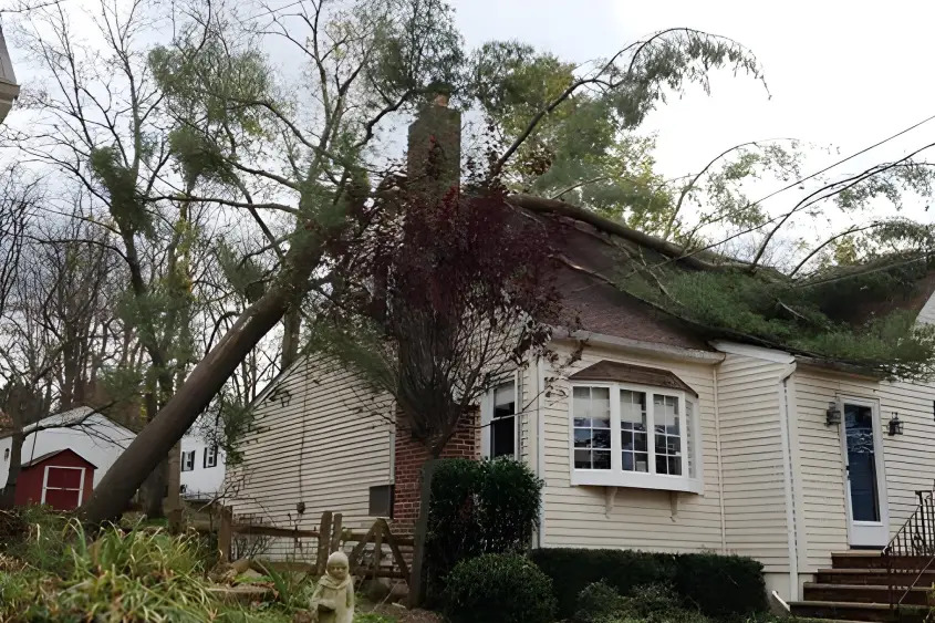 SageLandscaping's tweet image. Sage Tree Experts Announces Emergency Tree Removal Service In North Plainfield: Sage Tree Experts (908-402-1323) has expanded its emergency tree removal and stump grinding services to homeowners and property managers in North… dlvr.it/TNdYXv #PressReleases #TreeRemoval