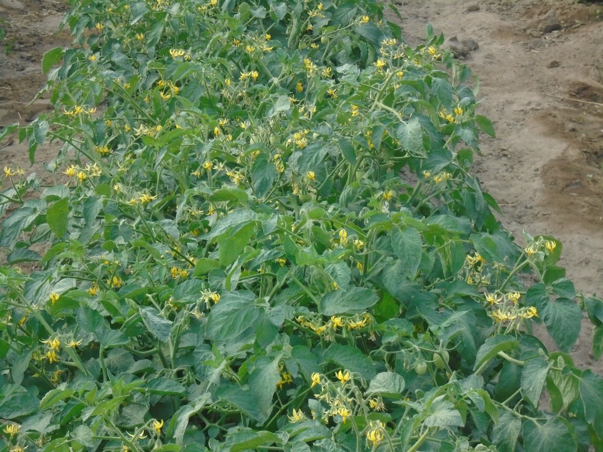 MukuvariKaroi's tweet image. Working towards getting the best out of this variety and the flowers are impressive so far. Hope we will be able to take all these flowers through to the market. @PhiriDivah @Charterseeds  your variety is doing wonders here.