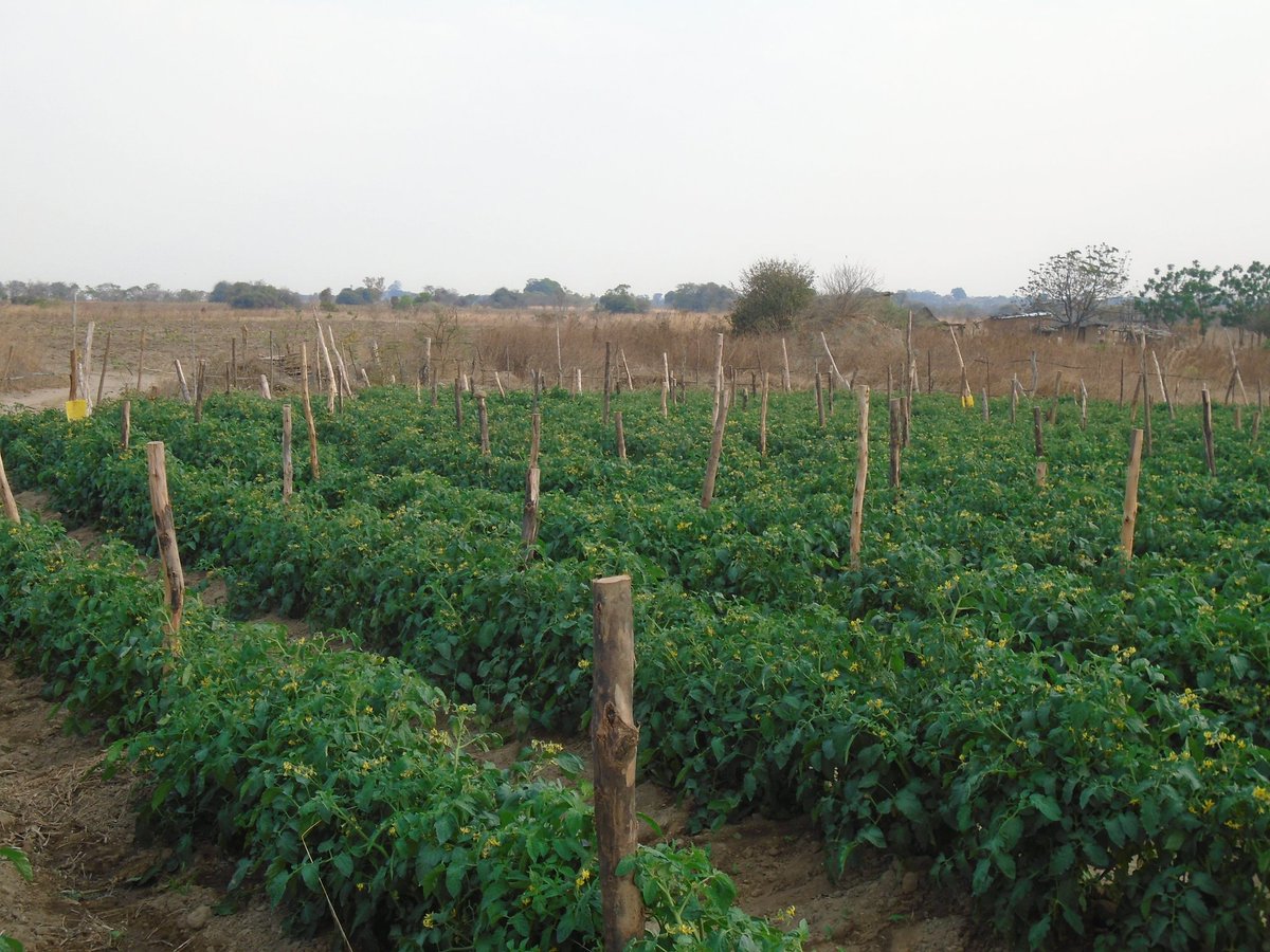 MukuvariKaroi's tweet image. Working towards getting the best out of this variety and the flowers are impressive so far. Hope we will be able to take all these flowers through to the market. @PhiriDivah @Charterseeds  your variety is doing wonders here.