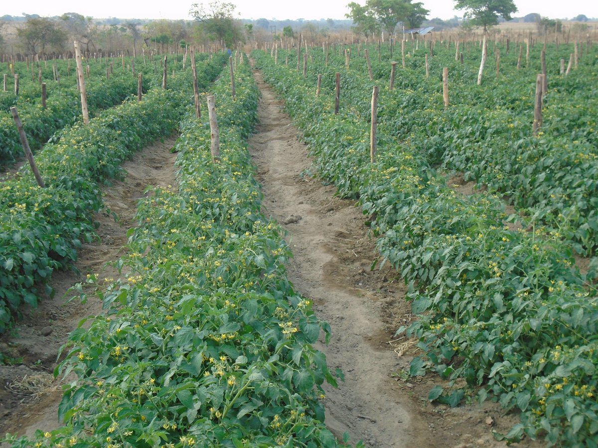 MukuvariKaroi's tweet image. Working towards getting the best out of this variety and the flowers are impressive so far. Hope we will be able to take all these flowers through to the market. @PhiriDivah @Charterseeds  your variety is doing wonders here.