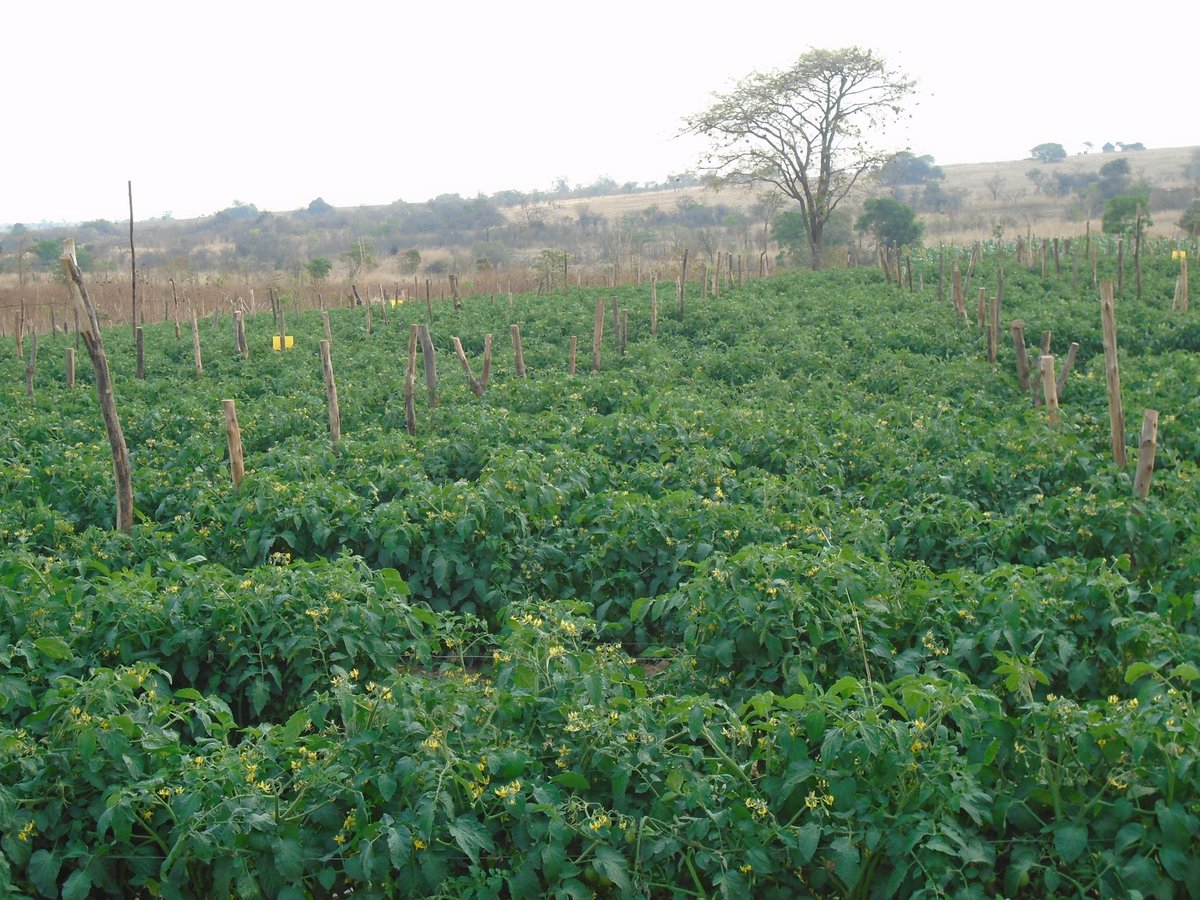 MukuvariKaroi's tweet image. Working towards getting the best out of this variety and the flowers are impressive so far. Hope we will be able to take all these flowers through to the market. @PhiriDivah @Charterseeds  your variety is doing wonders here.