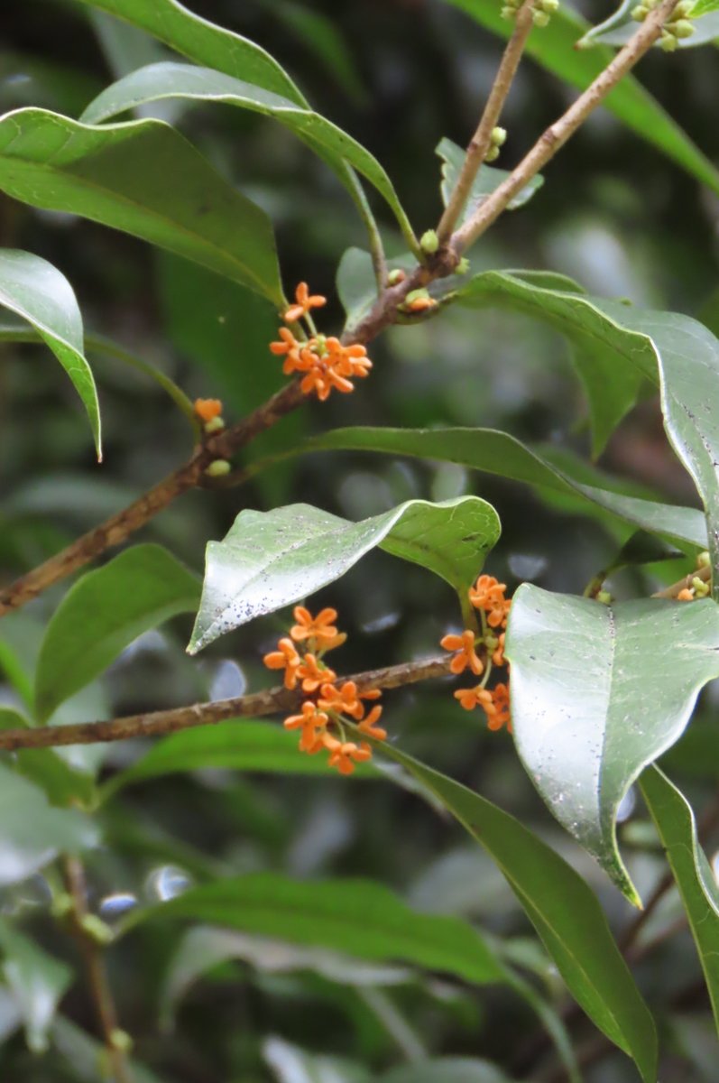 小石川後楽園 on X