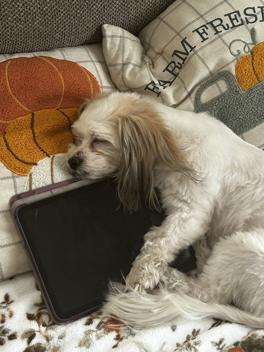 techmidschteach's tweet image. Pin for a pin 📌
Yes my dog 🐶 is addicted to his iPad 😂
CMD so I can return the favor