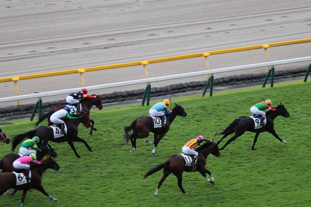 東京3Rは直線スパッとキレたシャオママルが快勝🐴脚を余した新馬戦の憂さを晴らす素晴らしい決め手でした✨

加藤士津八厩舎は今週3頭の出走馬が全て①着という大活躍‼️土日月それぞれで１勝ずつと非常に効率高い3日競馬となりました👀

おめでとうございます👏

 #シャオママル
 #加藤士津八 厩舎