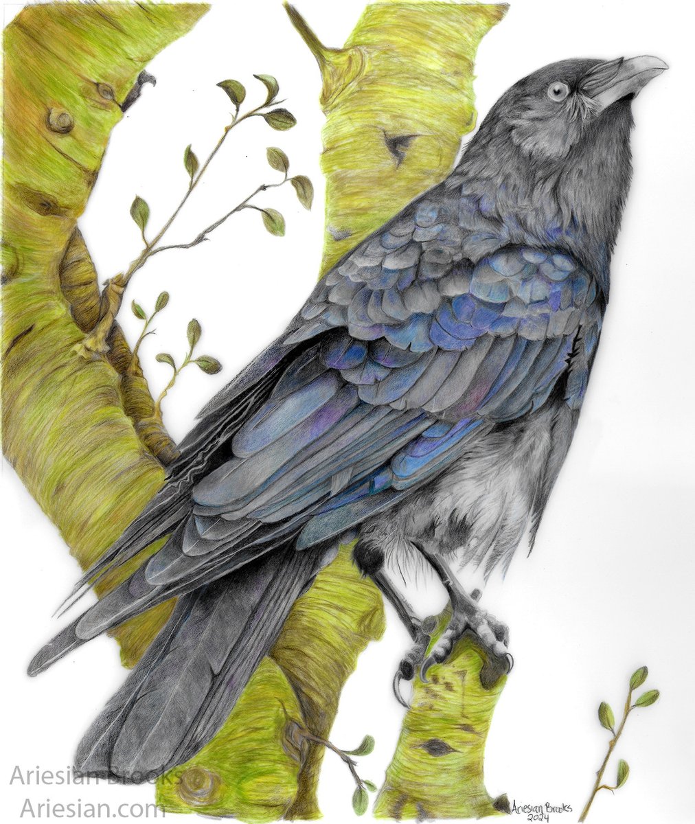 Eldclaw's tweet photo. @moreeechka Hi, I'm Ari. I'm a color pencil artist that strives for excellence in my field. I specialize in portraits of wildlife  as well as pets. Pease  choose me, I would love  to bring my artistic vision and unique perspective to portraits of your beautiful pets to and favorite animals. https://t.co/GNh6zBS8xN
