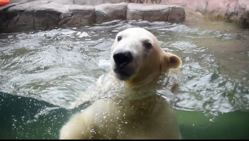 sas1025sas's tweet image. #八木山動物公園 
#八木山動物園
#シロクマ
＃ホッキョクグマ
シロクマ🐻‍❄️