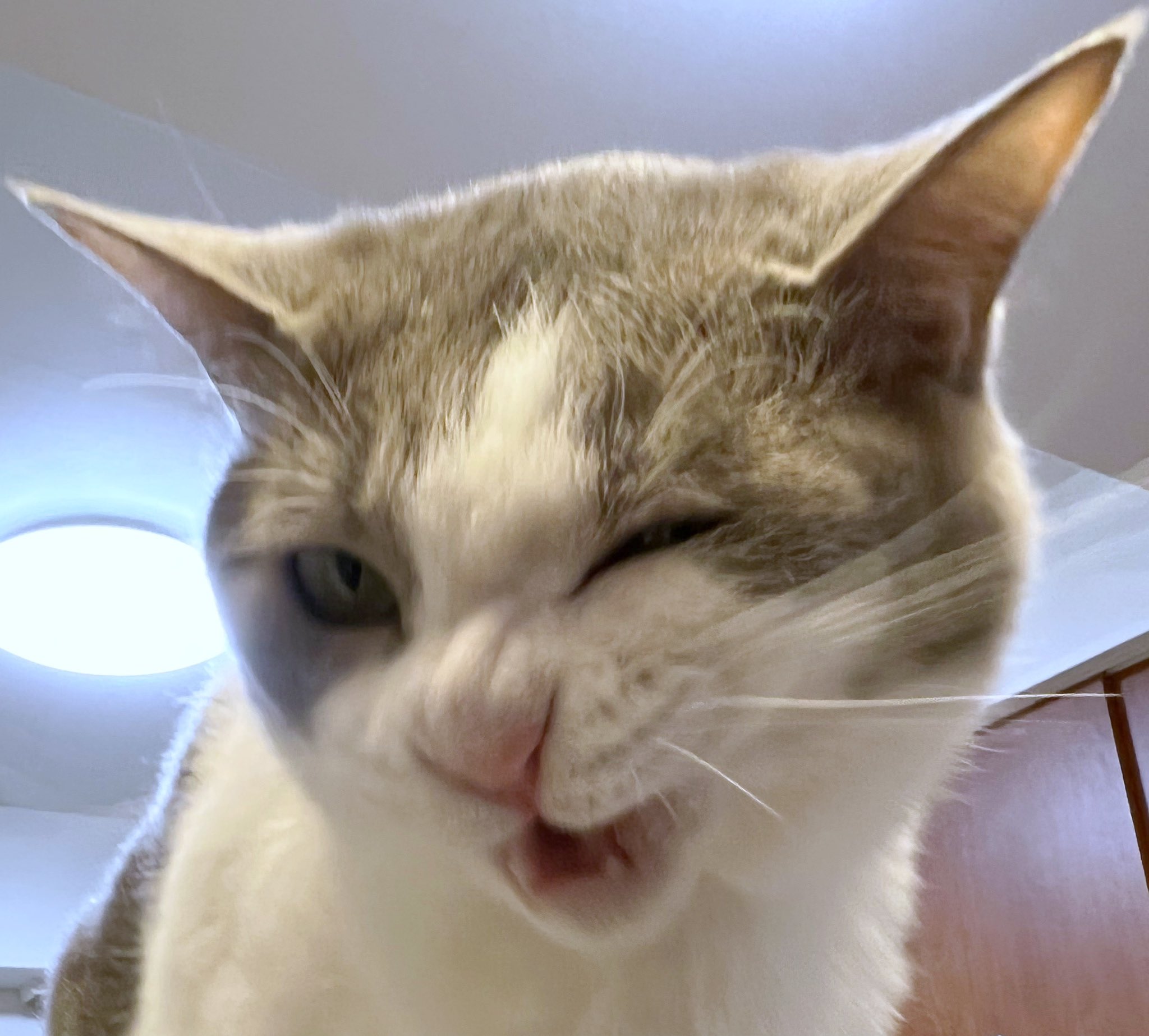 ねこえもん▶️購入前にプロフ必読様 ねこさん⚡(ΦωΦ) (@catnap707) / X