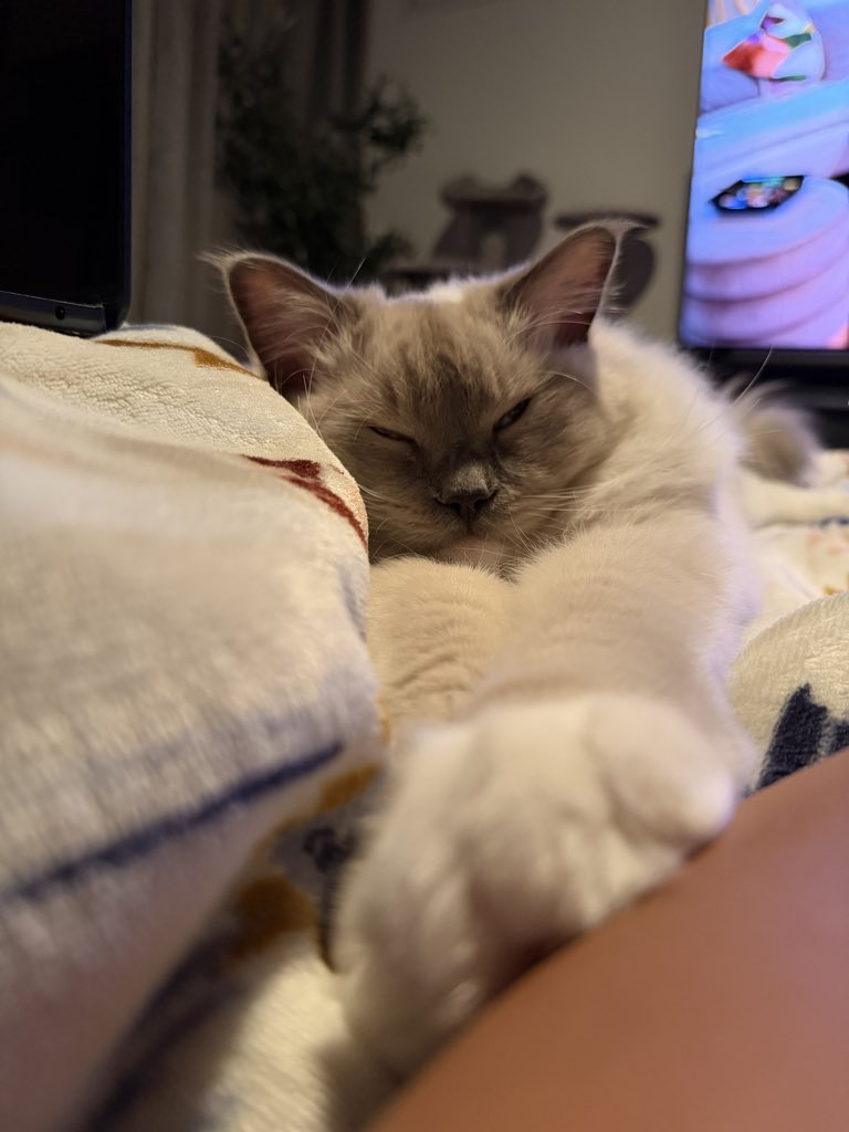 sydbytes's tweet image. The sleepiest boy