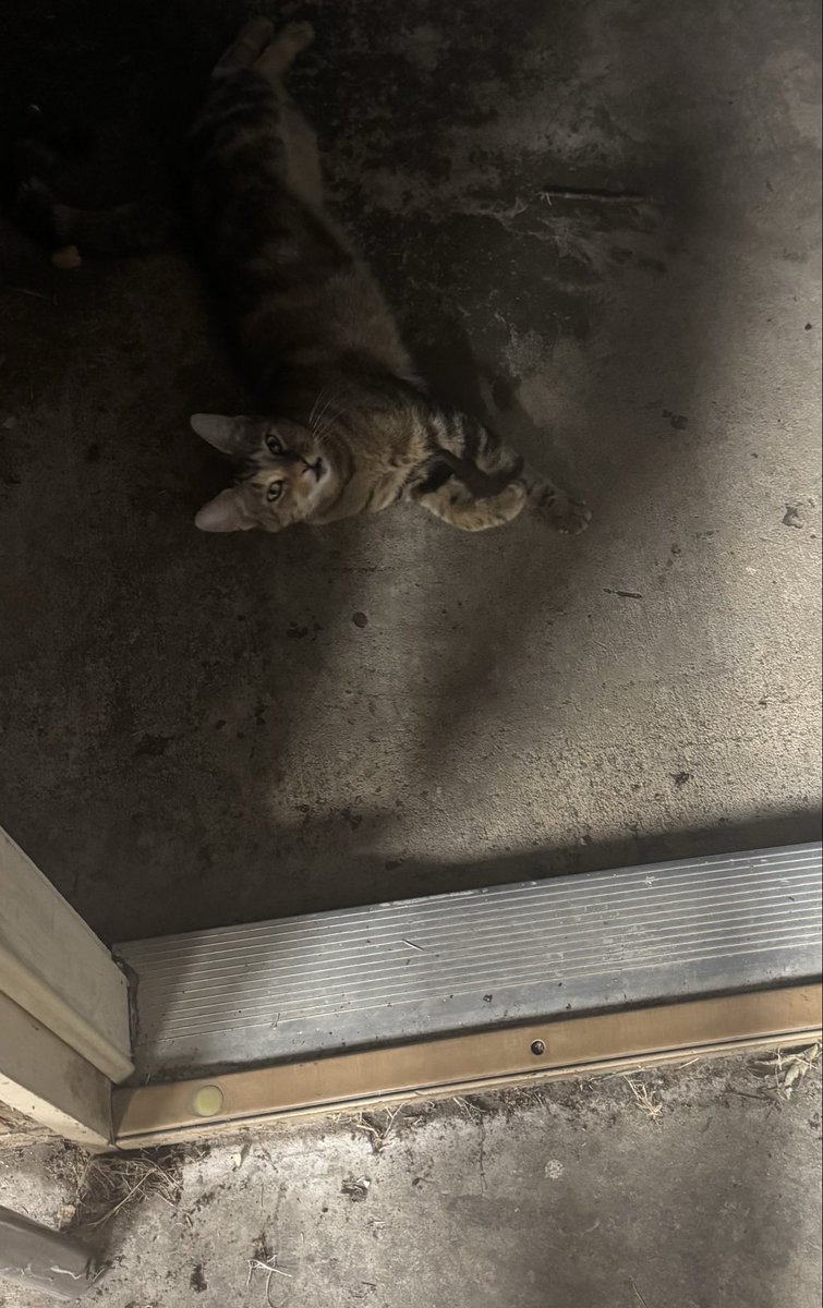 betterjasonmac's tweet image. This is what Daisy does when I’m in the shop.

If she’s not in the shop she is rolling around in the dirt outside the door.

Weirdo.