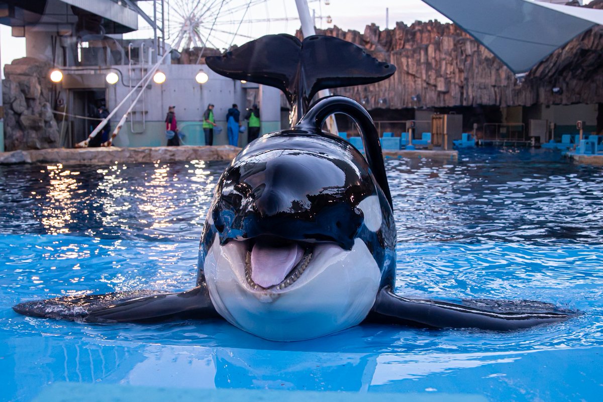 wolfie (@WolfieOrca) / Posts / X