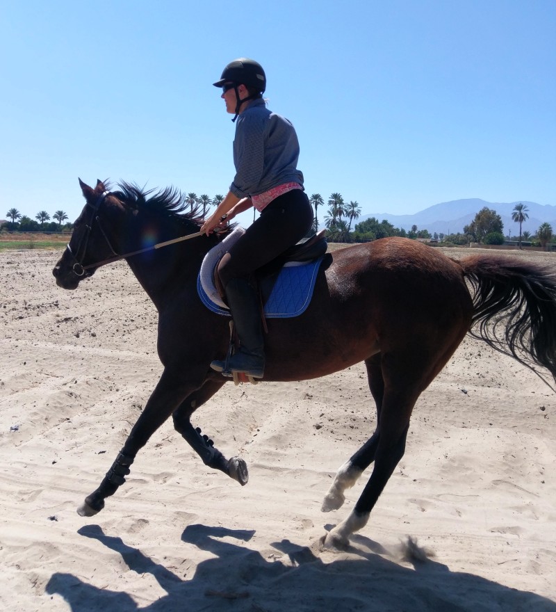 GloriousAllianc's tweet image. I loved galloping on my sand track. K held on and off we went! Retired thoroughbred race horses love to exercise, some in arenas, some on trails, some in pastures. Freedom of movement and consistent human companionship make a difference!…