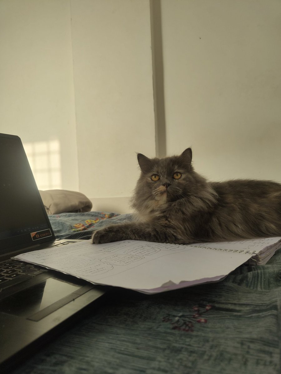 PratikCDev's tweet image. Trying to revise before interview, but my cat says she’s the real interviewer 😼📖
#dsa #tech #softwaredevelopers #buildinpublic
#Java #reactjs #springboot #interview
