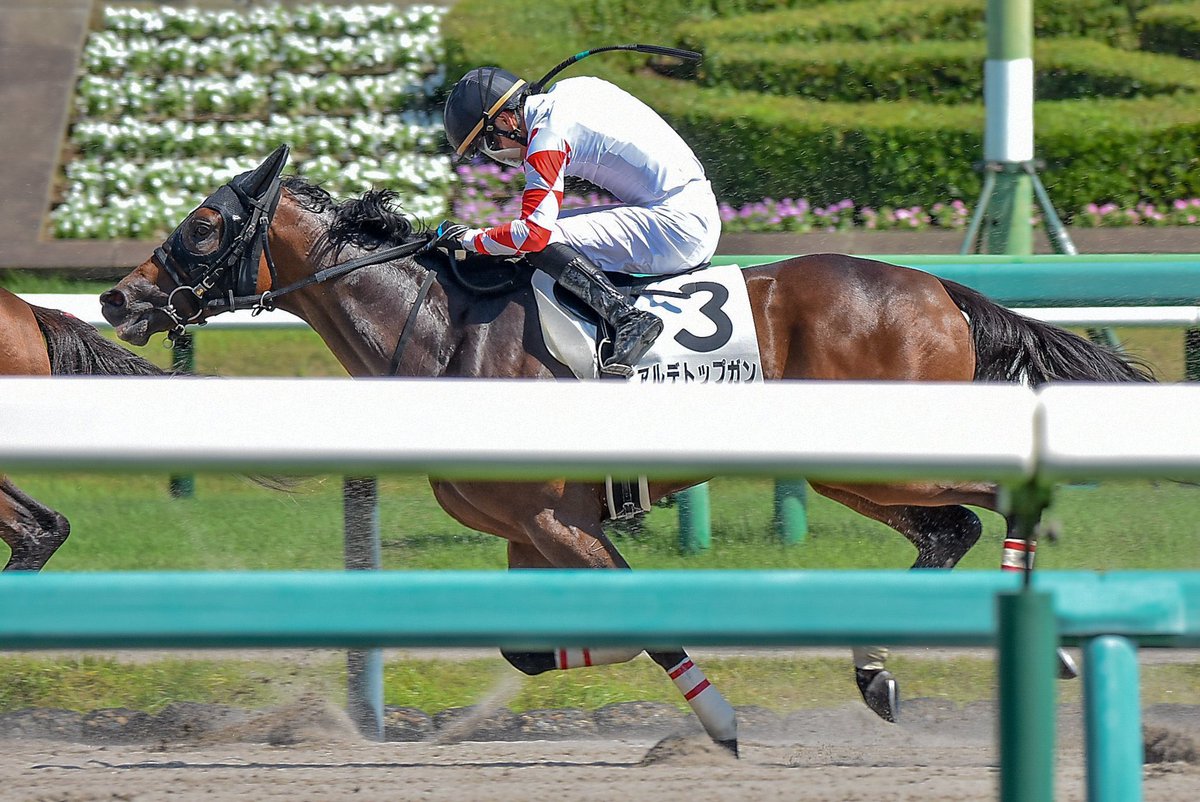 kmym_bokujo's tweet image. 10月13日 東京競馬第8レース
プラタナス賞(13:40 ダ1600m)
我が家の生産馬🐴アルデトップガン号(5番)が出走します!
前走は短い中山の直線でごぼう抜きの勝利を飾りました!
広い東京の直線でも良い末脚を使ってほしいです!
熱い応援よろしくお願いいたします‼️