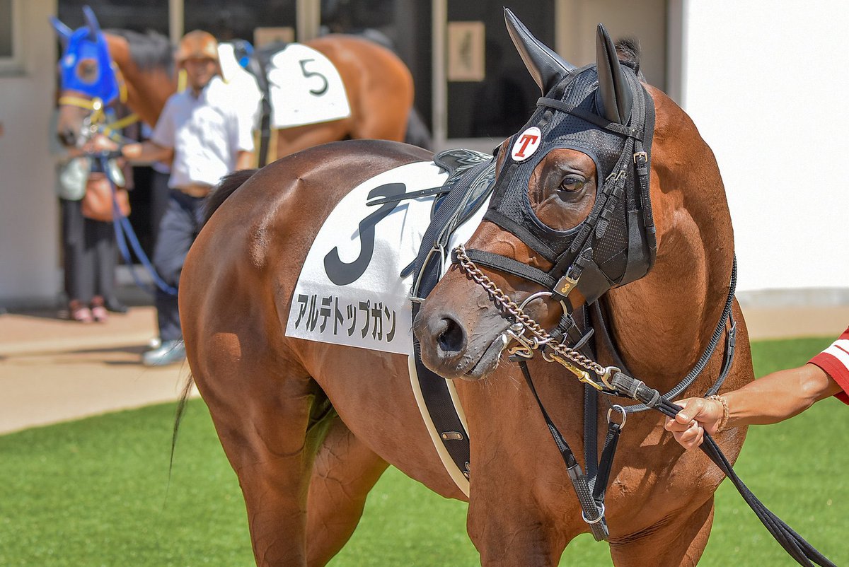 kmym_bokujo's tweet image. 10月13日 東京競馬第8レース
プラタナス賞(13:40 ダ1600m)
我が家の生産馬🐴アルデトップガン号(5番)が出走します!
前走は短い中山の直線でごぼう抜きの勝利を飾りました!
広い東京の直線でも良い末脚を使ってほしいです!
熱い応援よろしくお願いいたします‼️