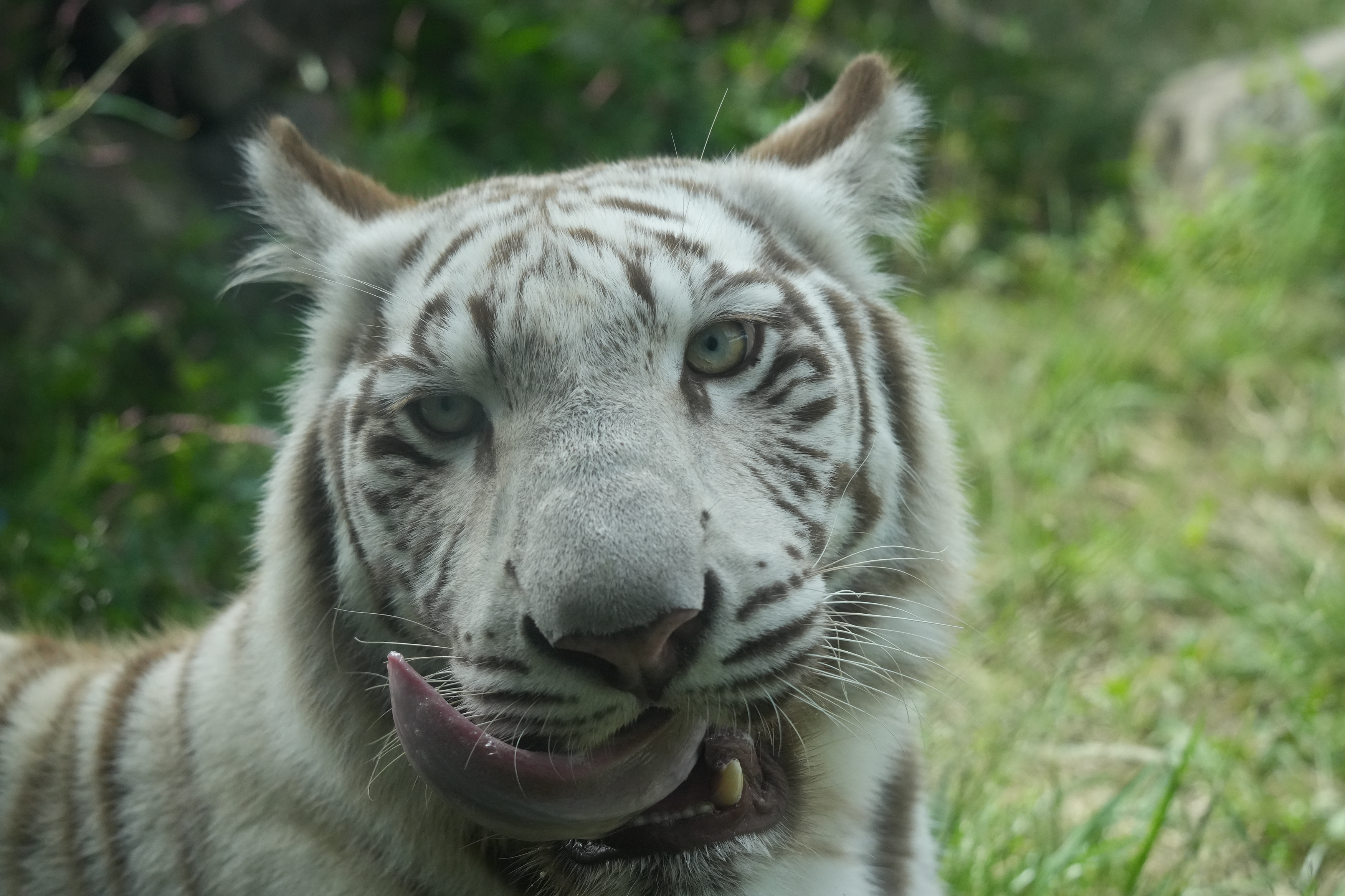 さんどら(=^_^=) どら子🌸イラストレーター&Live2Dモデラー on X: 