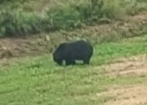 熊がいた！ 新幹線で移動中！ デカすぎる！！とんでもない戦闘力を