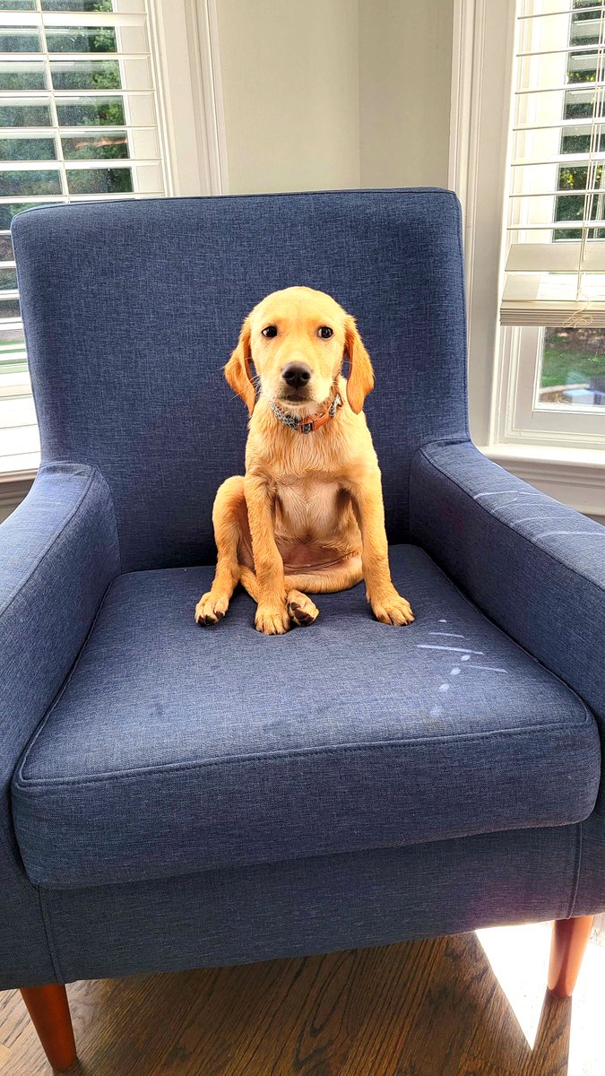 BarkBustersGA's tweet image. Today was my first day of training with Cody from Bark Busters ATL, and wow… I learned so much! 🐾