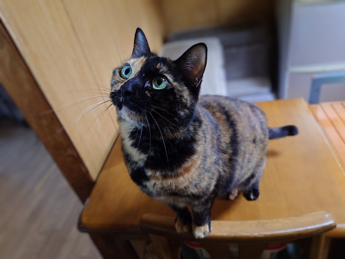 おはようございます🌞

台風の影響で今週は気圧の乱れがありますが、体調には気を付けて下さい。何だか昨日くらいから暗いトンネルに入ったような感覚です。相変わらず可愛いにゃんずの姿にホッとします。今日から1週間頑張りますかっ❗

皆様も良い1日をお過ごし下さい✨
#猫好きさんと繫がりたい