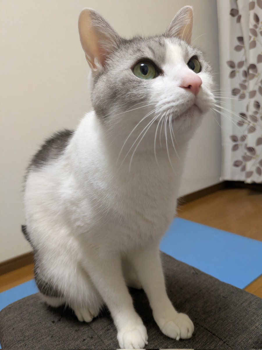 ❤️サバミ❤️ CIAO ホワイティ とりささみ＆ほたて貝柱 | 商品情報 - キャットフード