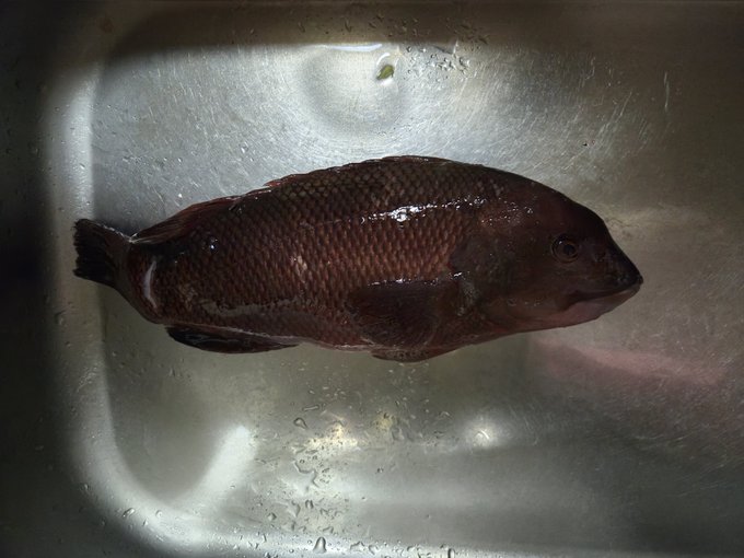 昨日ボウズくらったけど友人が36と38センチのコブダイ釣ってたワ
貰ってとりあえず内臓出しておいたけどこの魚臭み無いわね内臓すら臭くなかったわ食べるの楽しみ 