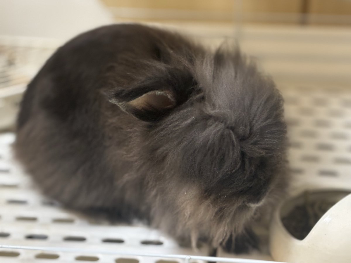 rabbitxlion's tweet photo. 久しぶりのツイートがお助けツイートですみません💦しりちゃん9歳になりました！ https://t.co/xa73gak9bt