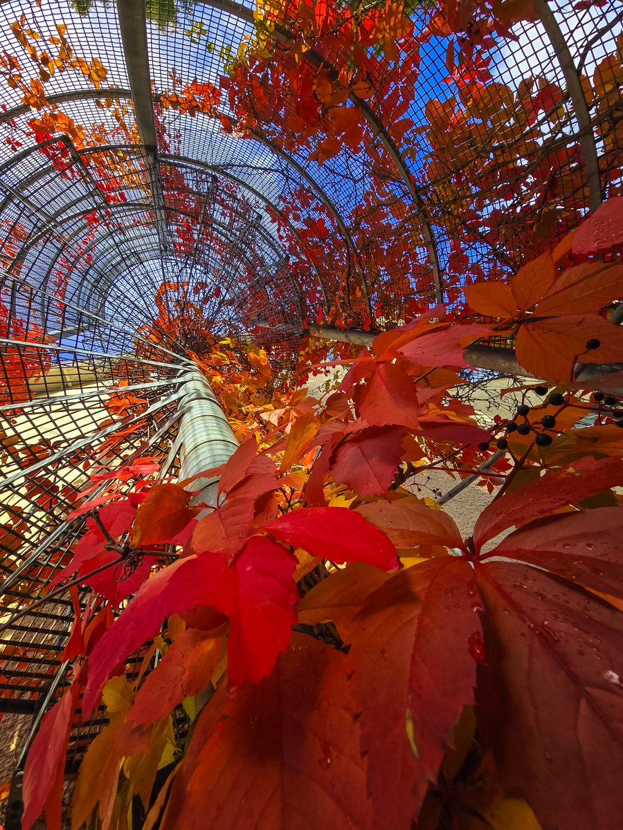 Niin kauniit syksyiset paloportaat Xamkin Mikkelin kampuksella. #xamk #mikkeli #syksy