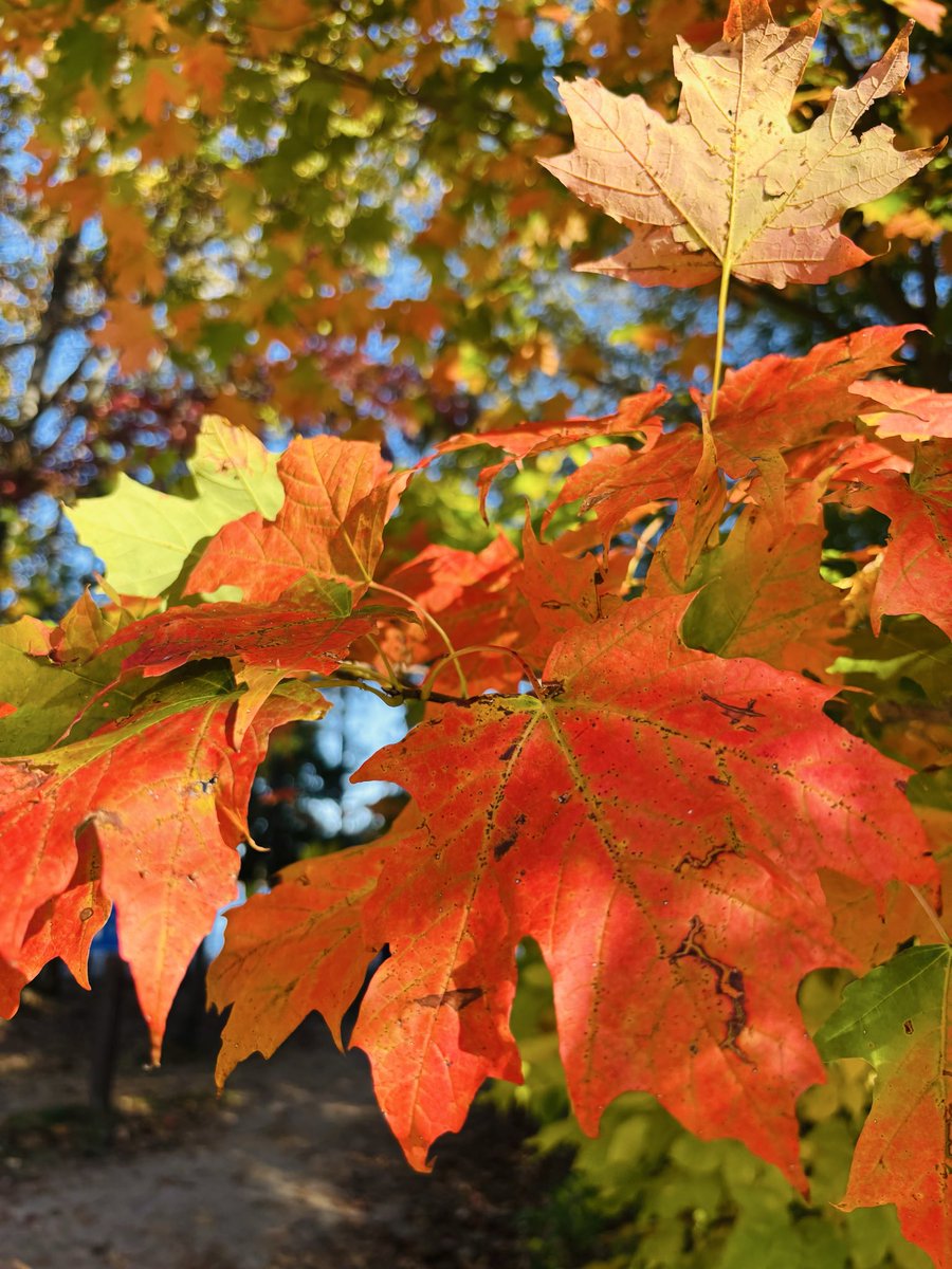 joypainlovewrit's tweet photo. The crisp zephyr 
of a cooler cline 
is always welcomed
with a warm canvas 
of vibrant colours,
as trees turn into 
chameleons and 
summer into Fall
-#jplw-
#poetry #poetrycommunity 
📸:jplw https://t.co/0IYPrzxCqO