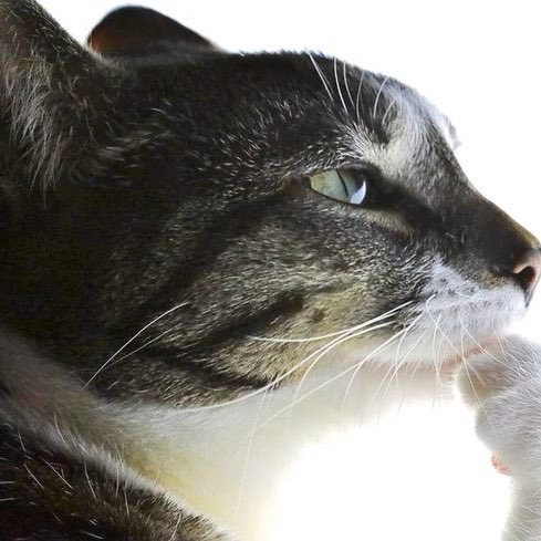 Ain’t smoked no za in weeks my tolerance low for both weed and people