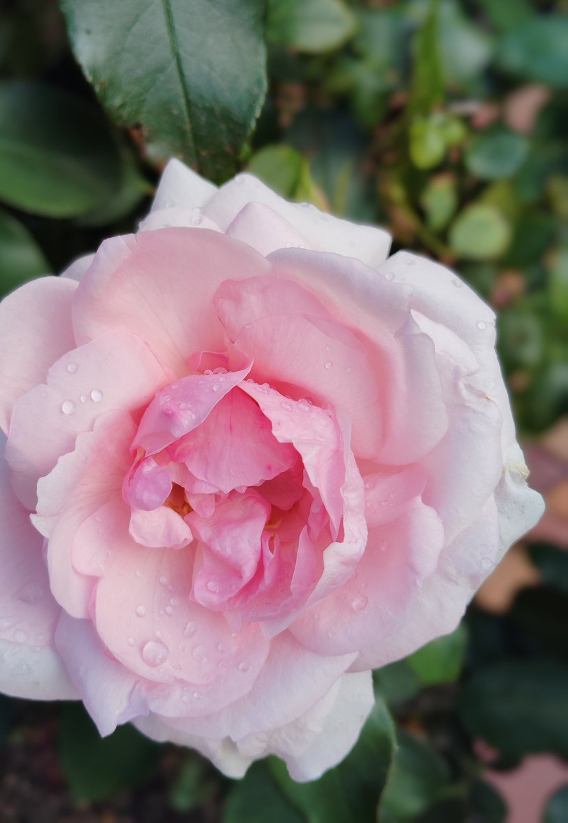 𔓘

　🄶🄾🄾🄳 🄼🄾🅁🄽🄸🄽🄶𓈒𓂂𓅫⸒⸒

　　　　   𓇬.𖡼.𖤣𖥧 

　       優しさが織りなす
　　　          穏やかな日々
　　      朝露の煌めき

　        𓈒𓂂  ᕼᗩᑭᑭγ Đɑγ ও  

　　　　　　　　　　　　　𔓘

　　　　     ꪑ꠸ꪀꪻ 𖦞˖*