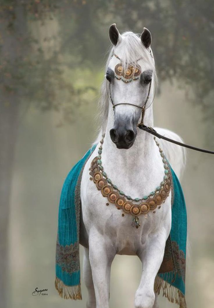 تُشبهُ الخَيل فِي اربع خِصال:
جَمالها وَعِنادهَا، وَعِزتها وَأصالتها.