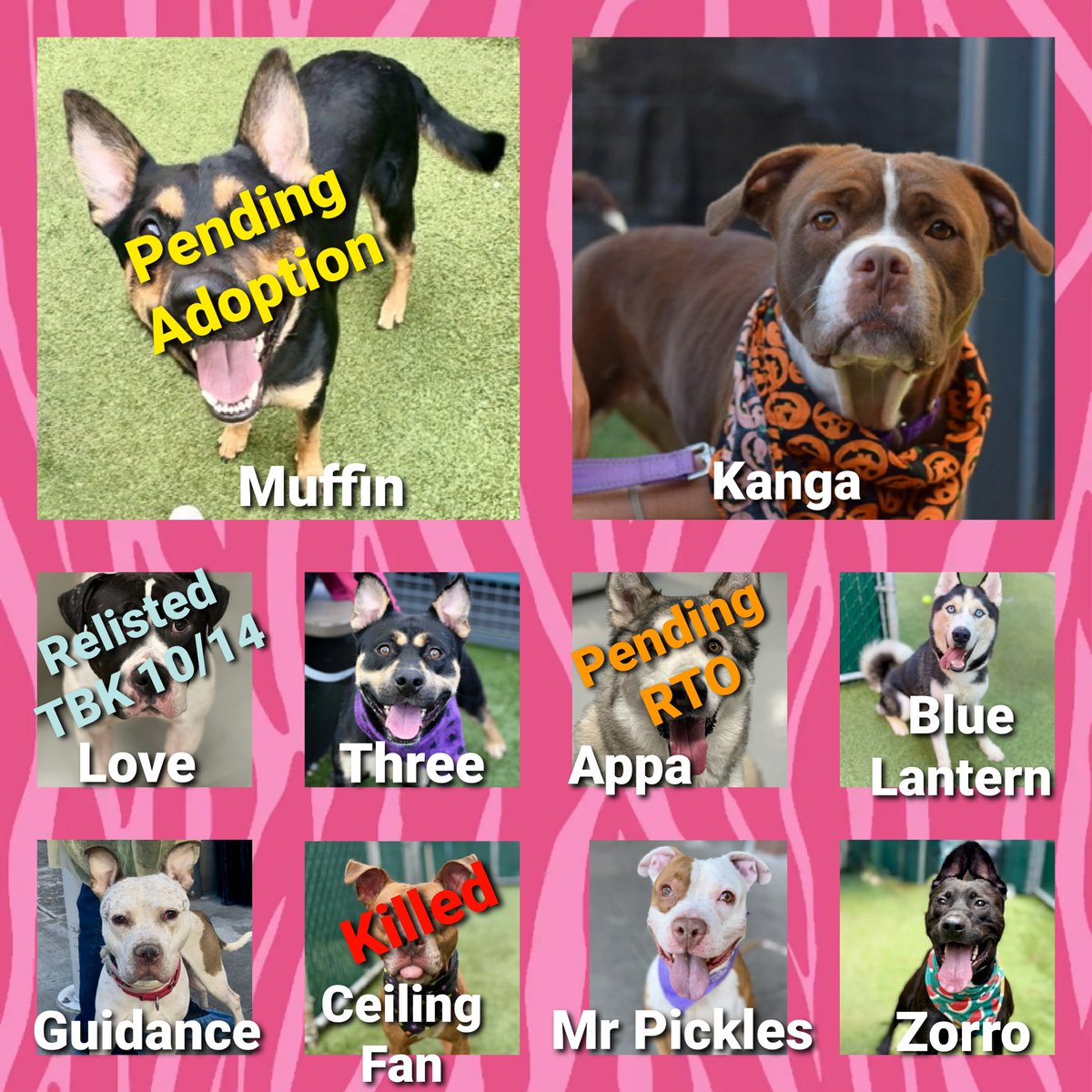 MorgFairsdogs's tweet image. TAP Pledge Totals
#PLEDGES #NYCACC
#MorgFairsDogs
Kill Commands
Guidance $365
Kanga $429
Three $433
Muffin $450 (pending adoption)
Appa $455 (pending RTO)
Blue Lantern $480
Mr Pickles $605
Zorro $1127