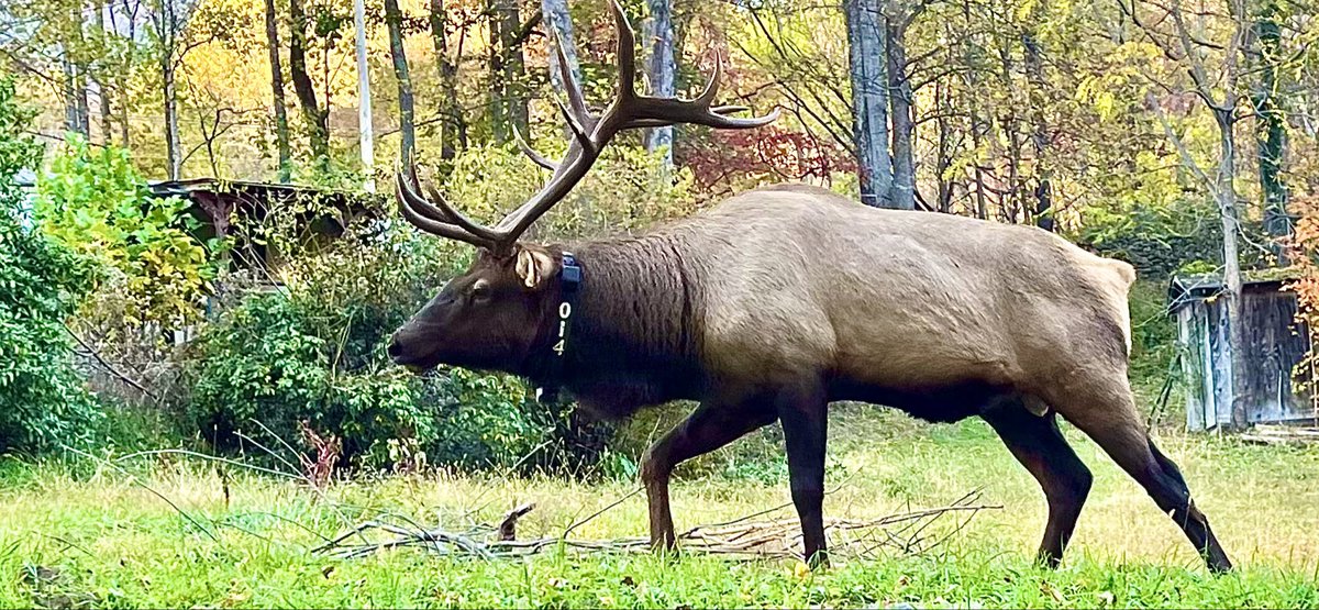A tourist attraction in Maggie Valley, NC died a few days ago. His name was Mystery and it seems circumstances surrounding his death are the same. We’re looking for answers from North Carolina wildlife leaders.