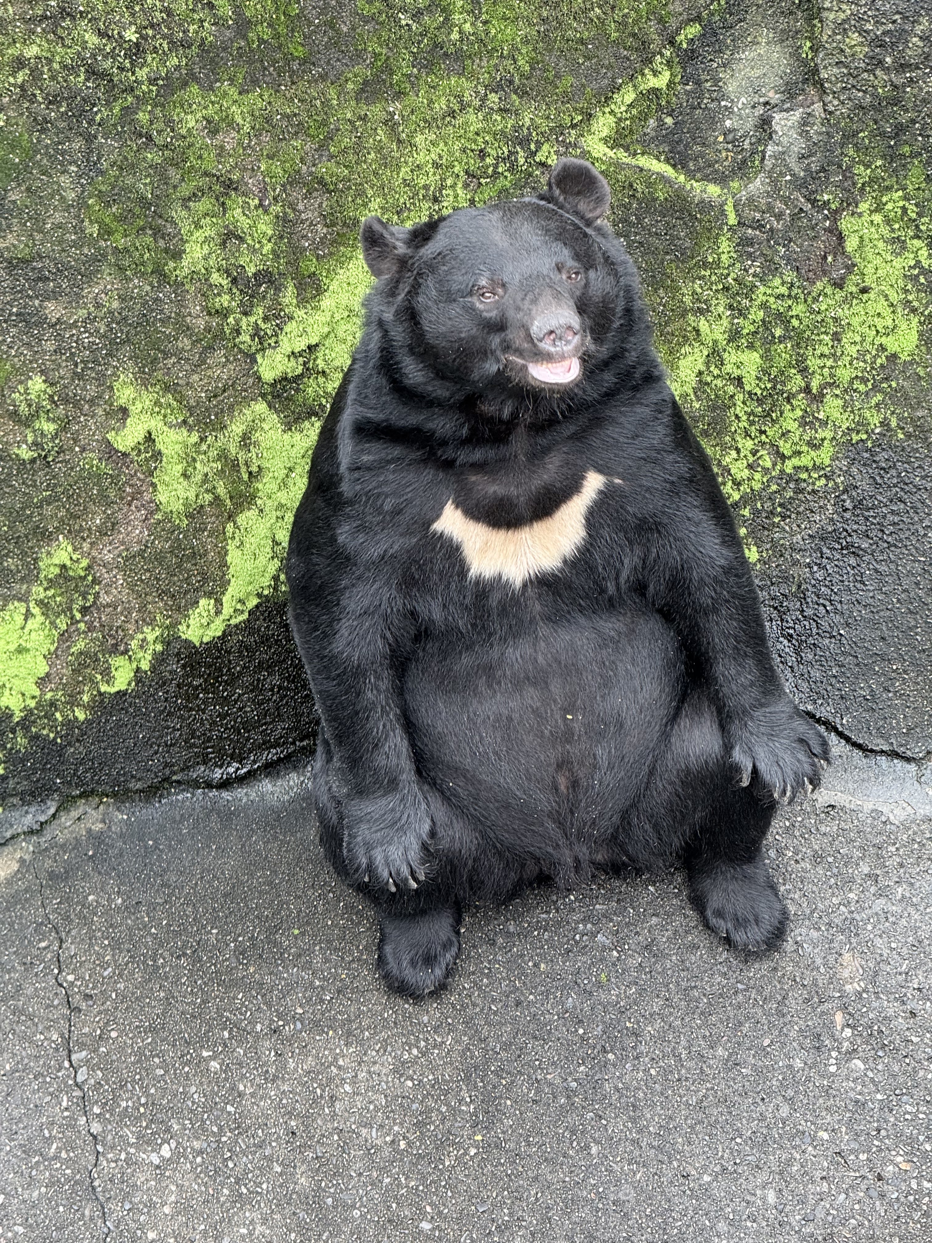 ツキノワグマ - Search / X