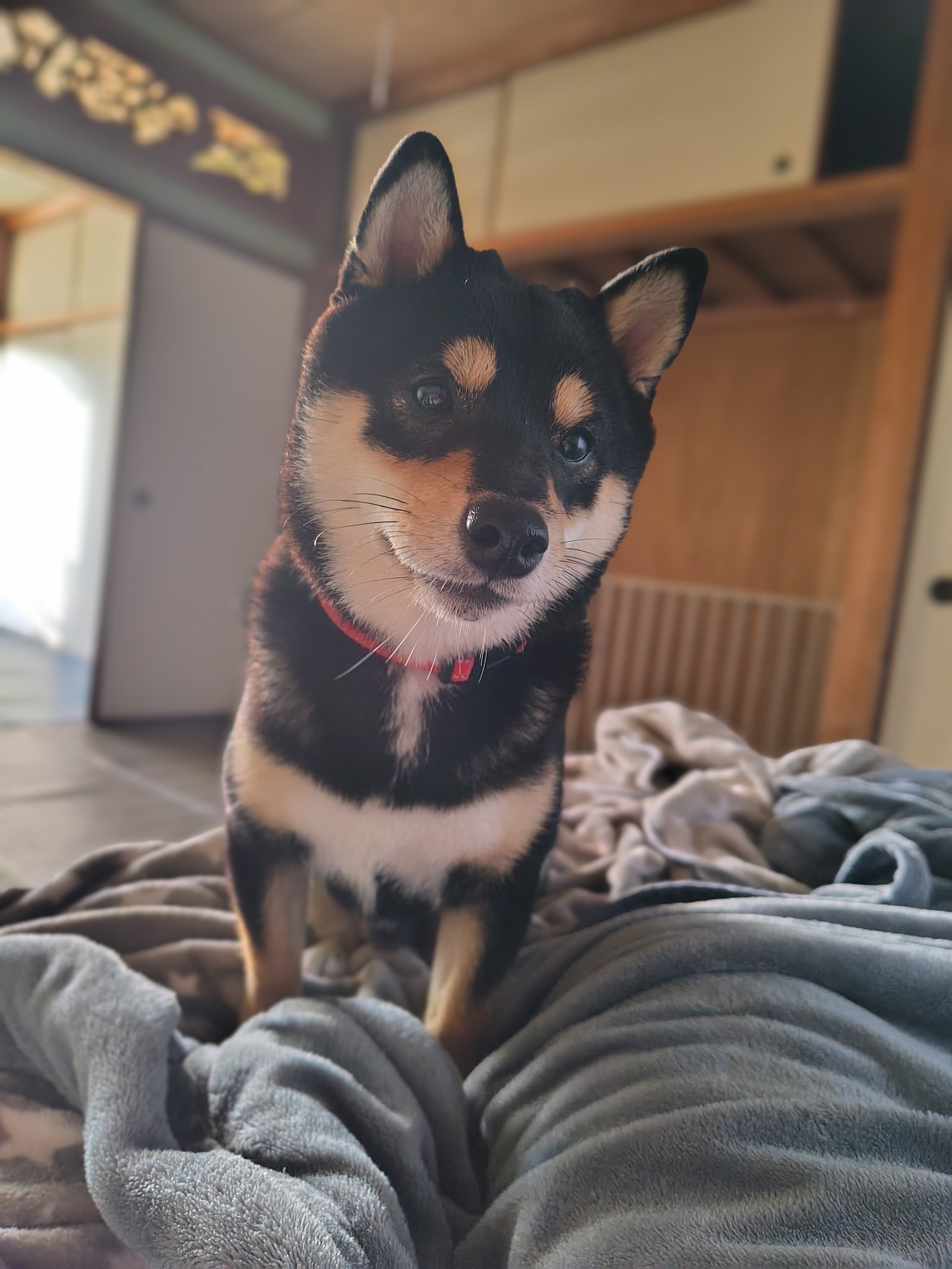 黒豆柴cota (@0220cota) / X