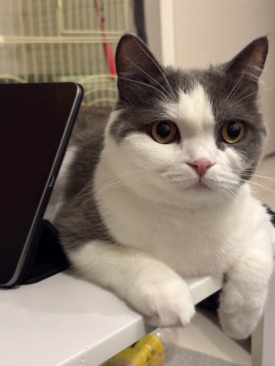 ポラ猫 R＠りょーちゃん 〇̶〇̶〇̶ on X: 