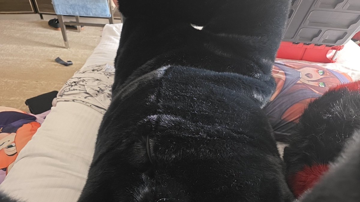 Test fit of my new strech fur body suit for my anbis my god is it so comphy