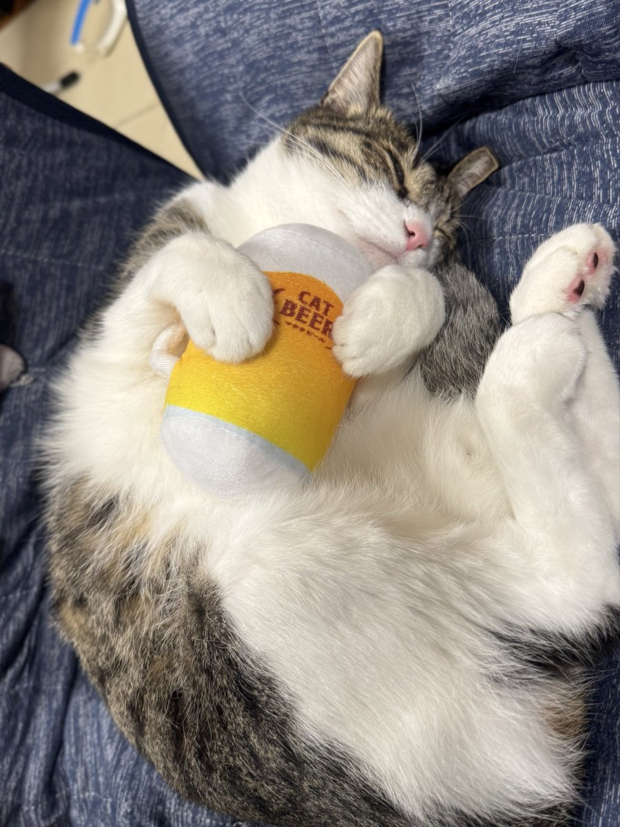 おはようございにゃすん🐾🍺