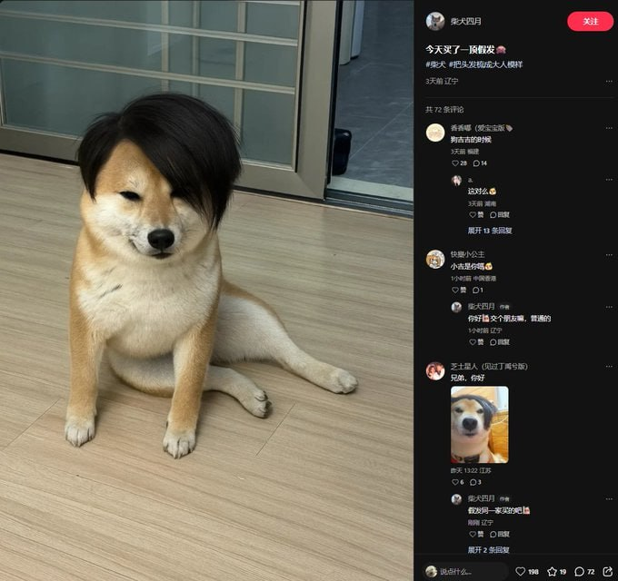 devblunts's tweet photo. There’s this Shiba on a Chinese platform going viral right now 

Its like dogwifhat but this dog is way better because he wear $WIG

Millions of views and likes across all platforms

https://t.co/Fz7ncK8zY0 https://t.co/fjMeCA6VDj