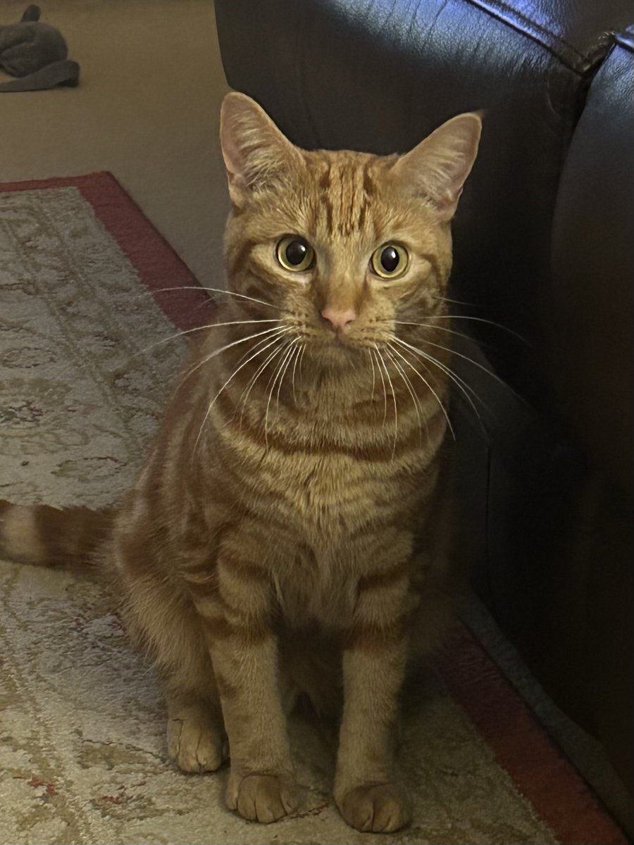 Well I’m going to say Good night everyone! 😸 But I don’t think I’ll be getting any sleep for a while!
If the cat wants to play, let’s play!
#orangejim 
If you would like to help support us:- buymeacoffee.com/davidsupero Thank you so much 😽.