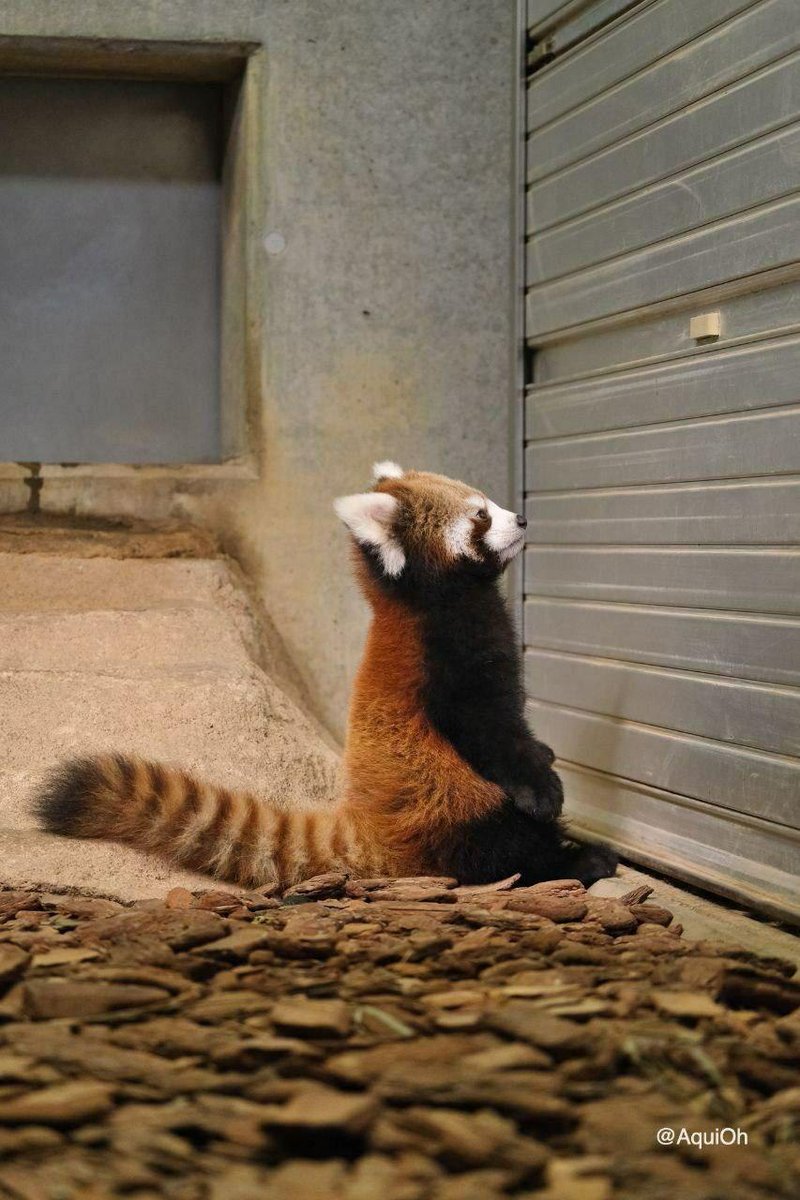 [🔗](api.tinyfox.dev/hourly/wahs/ph…)