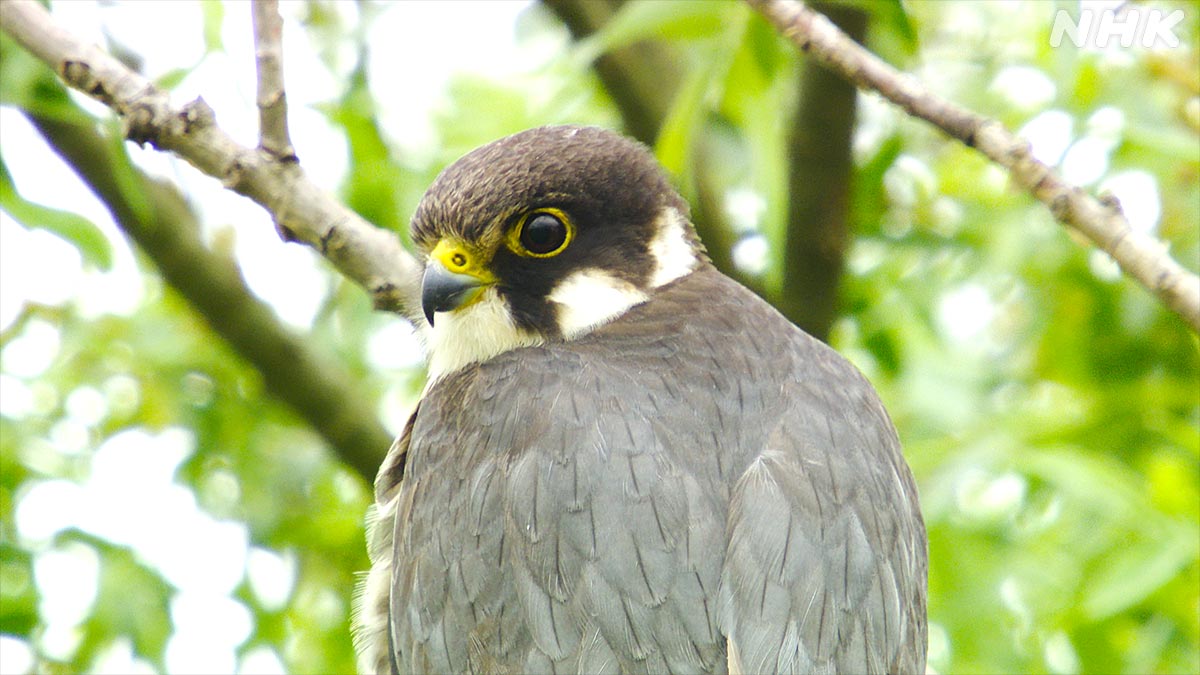 ダーウィンが来た! ダーウィンが来た！ on X