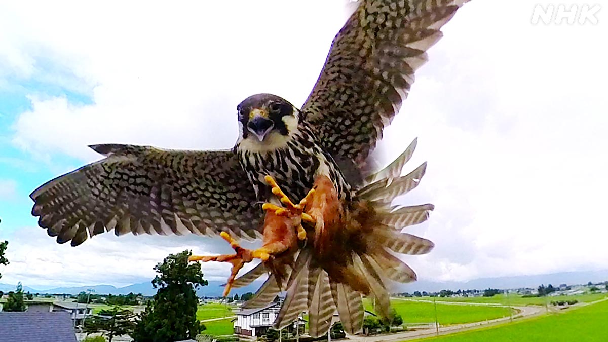 ダーウィンが来た! ダーウィンが来た！ on X