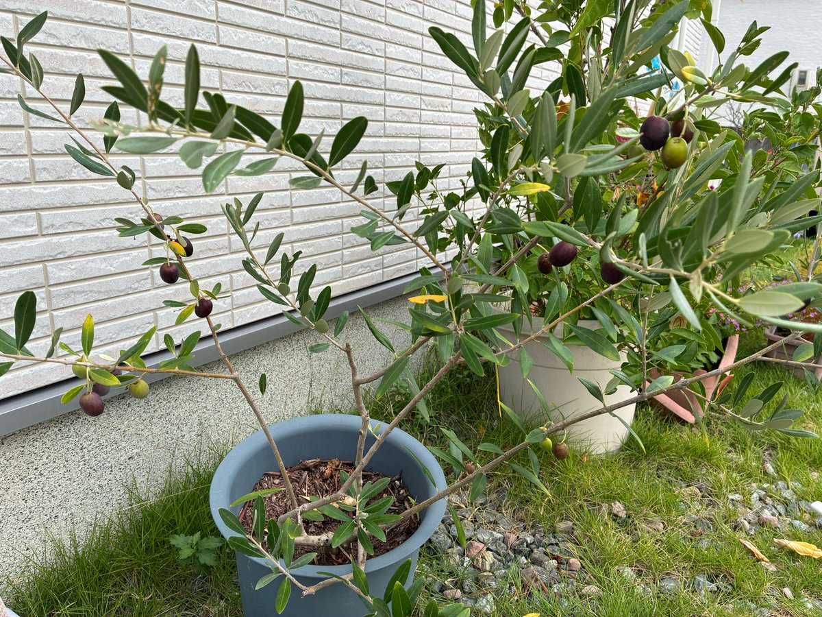 オリーブの実がなる季節🫒樹形がめちゃくちゃなので、来年の春にはガッツリ剪定する。