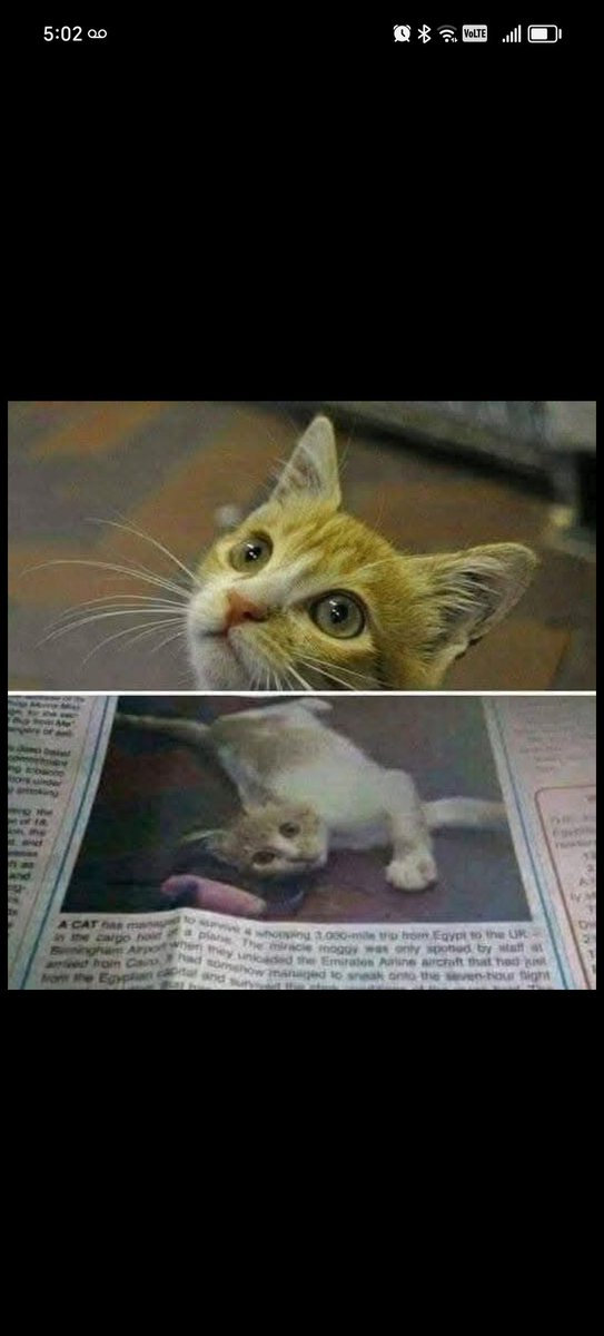 El afortunado gato egipcio “Cairo” fue a comer de la basura y se encontró en Londres.

Un pequeño gato egipcio... de aproximadamente un mes y medio de edad estaba vagando por el aeropuerto de El Cairo entre la basura en la cafetería del aeropuerto y el área de carga.

Por