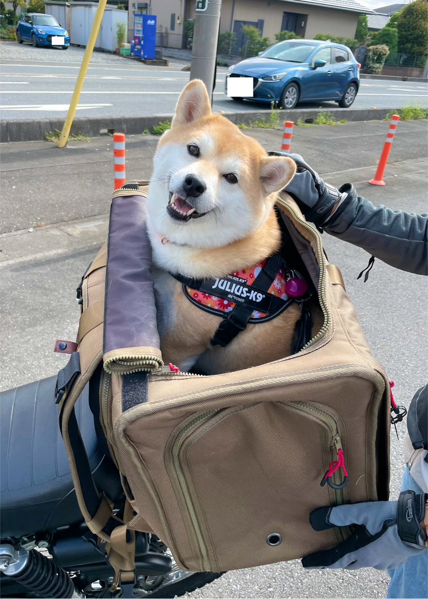 くまごろう くまごろうくまがや (@kumagoro_kmgy) / X