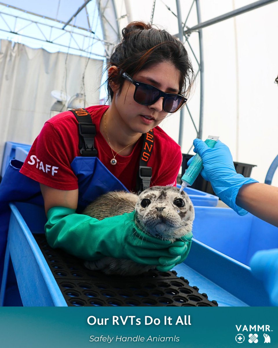 The stars of marine mammal rescue, and we get to celebrate them all month long! 

#rvtmonth #vetmed