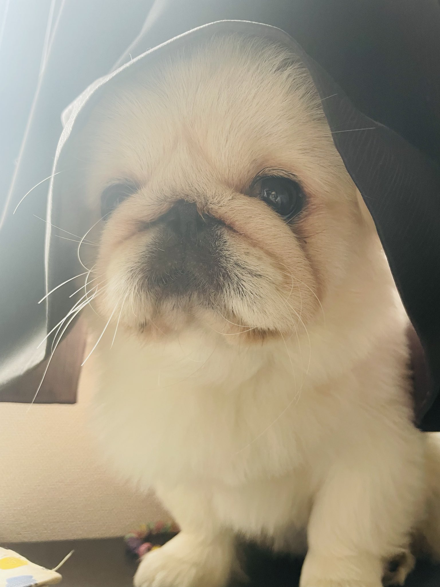 だいふく。ページ だいふくtoニコ (@pekidaifuku0718) / X