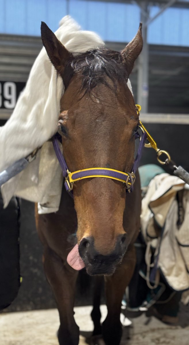 Cheeky Gee Gee Jetby first up for the team today, has been working super 💜💛💙 hoping to rejuvenate the old boy